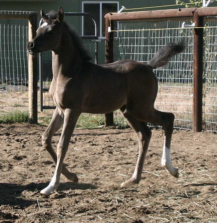 Black Arabian colt by Trevallon