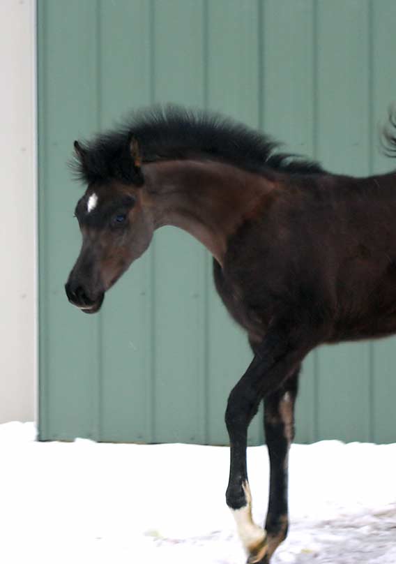 Black colt by Trevallon