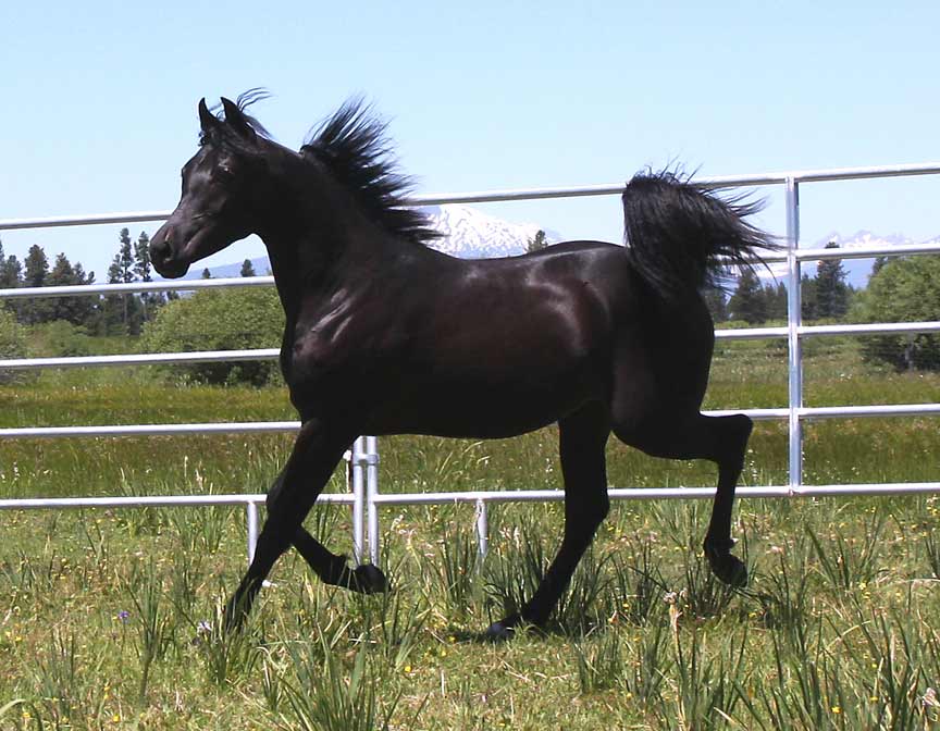 Black Arabian colt by pfc Trevallon