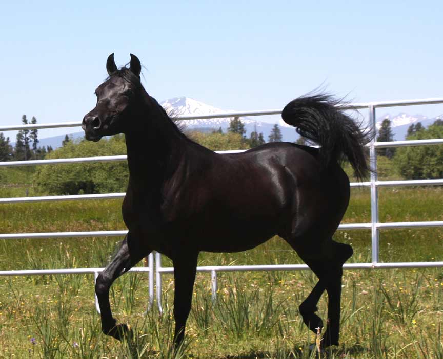 Black Arabian colt by pfc Trevallon