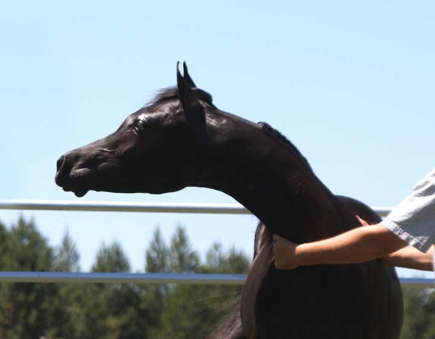 Black Arabian colt by pfc Trevallon