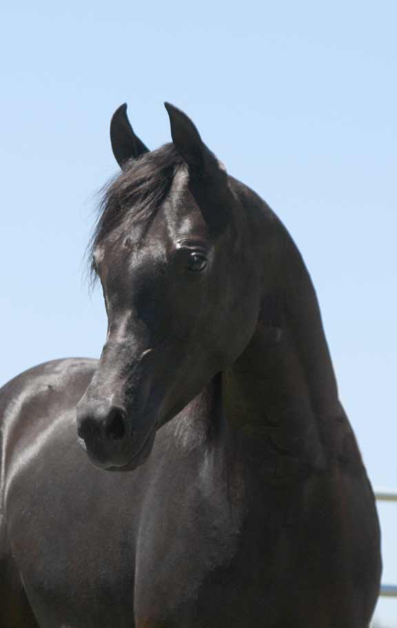 Black Arabian colt by pfc Trevallon