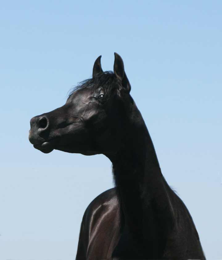 Black Arabian colt by pfc Trevallon