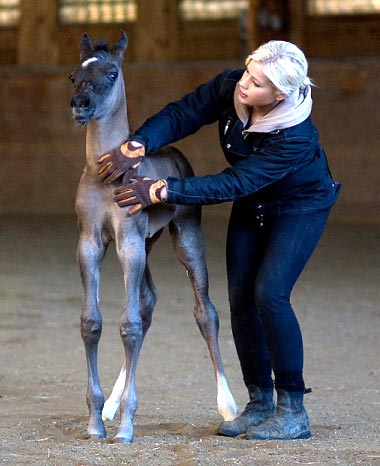 Black Arabian colt by pfc Trevallon