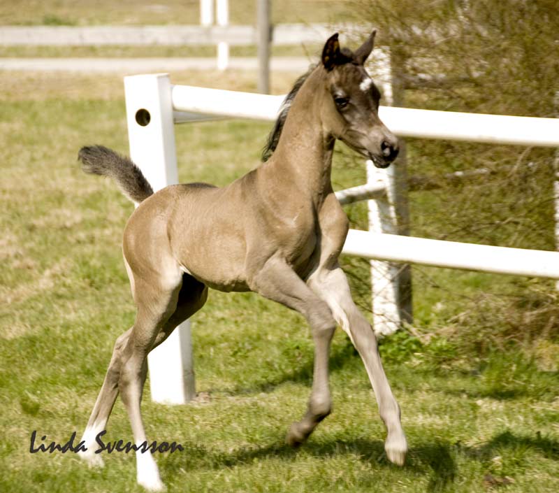 Black Arabian colt by pfc Trevallon