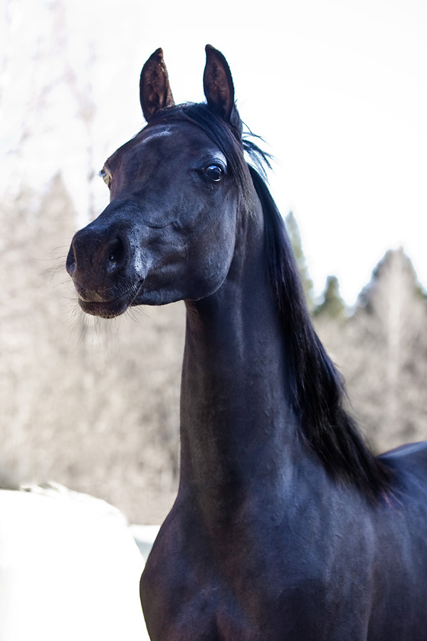 Homozygous black Arabian colt by Trevallon