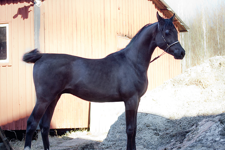 homozgous black colt by pfc Trevallon