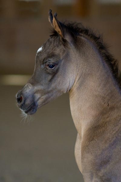 Black Arabian colt by pfc Trevallon