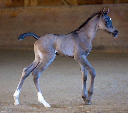 Black Arabian colt by pfc Trevallon