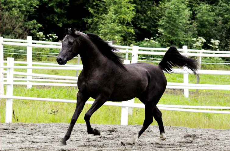 BlackArabian colt by pfc Trevallon in Slovakia