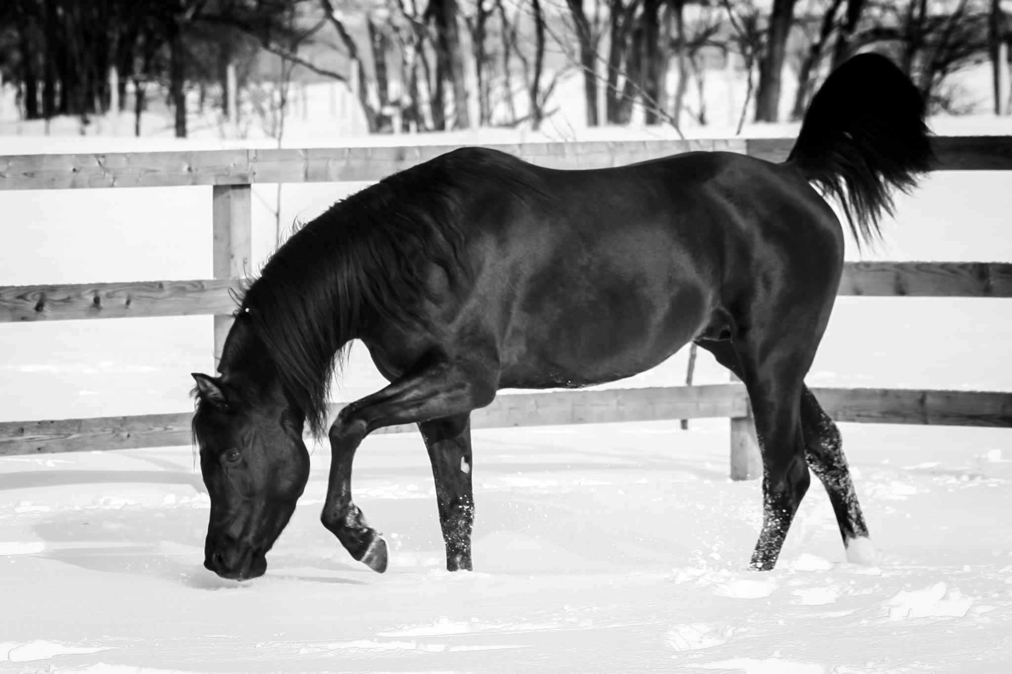 Black Arabian Stallion by pfc Trevallon