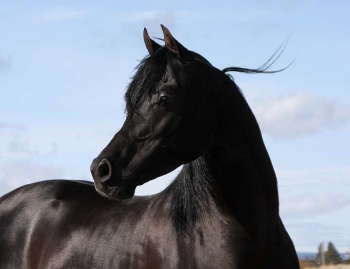 Black Arabian Stallion, pfc Trevallon