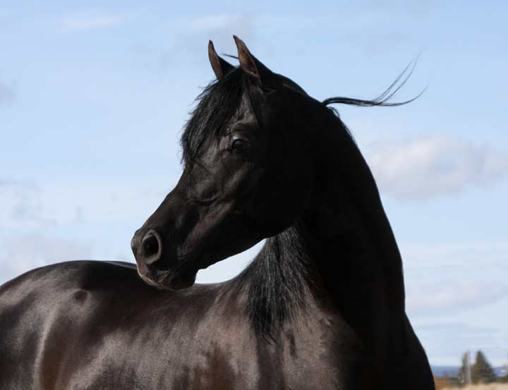 Black Arabian Stallion, pfc Trevallon by Magnum Psyche