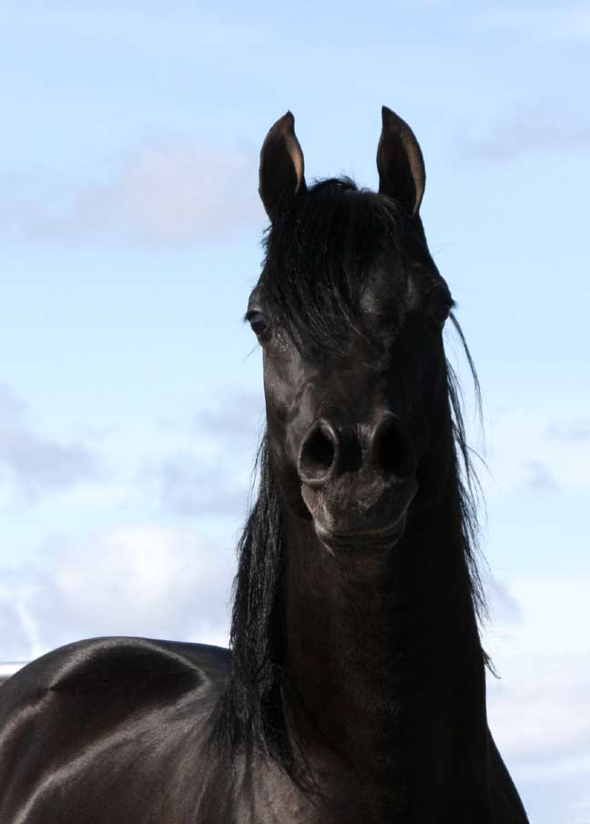 Black Arabian Stallion, pfc Trevallon