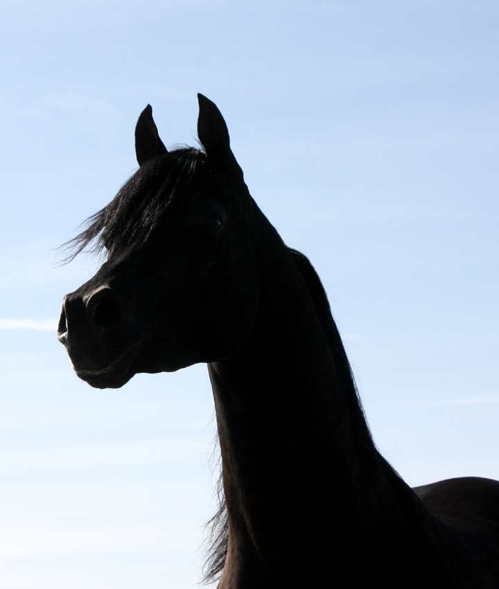 Black Arabian Stallion, pfc Trevallon by Magnum Psyche