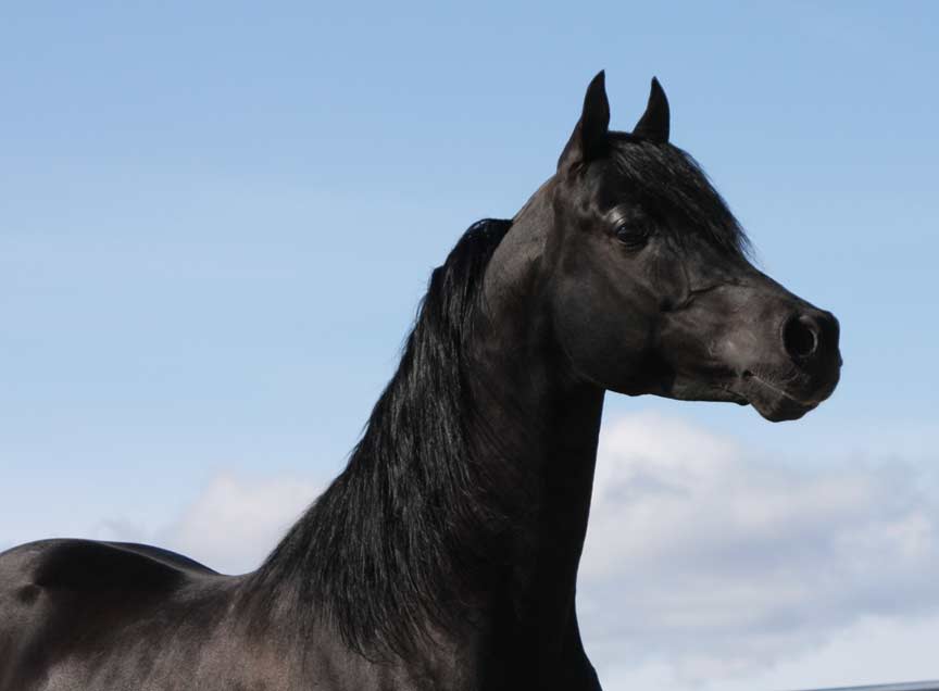 Black Arabian Stallion, pfc Trevallon by Magnum Psyche