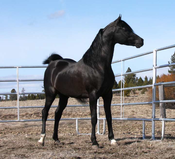 Black Arabian Stallion, pfc Trevallon by Magnum Psyche