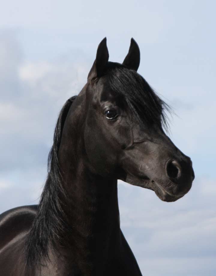 Black Arabian Stallion, pfc Trevallon by Magnum Psyche