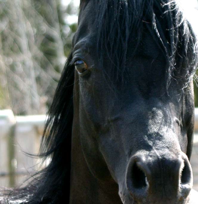 Black Arabian Stallion by Magnum Psyche