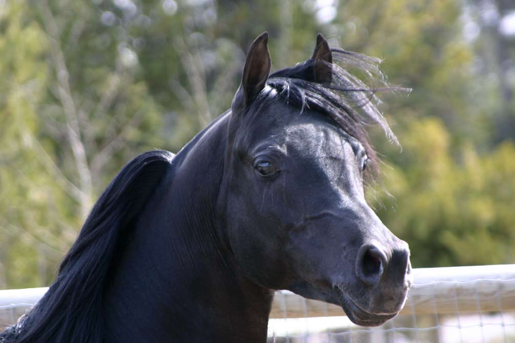 Black Arabian Stallion by Magnum Psyche