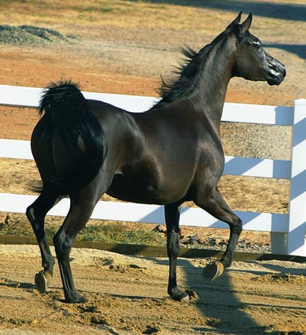 Black Arabian Filly by pfc Trevallon