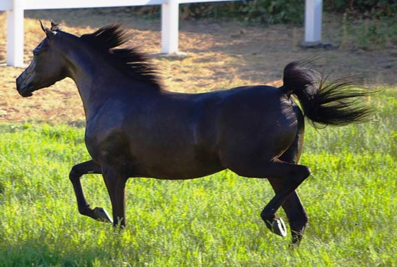 Black Arabian Filly by pfc Trevallon