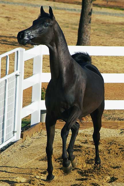 Black Arabian Filly by pfc Trevallon