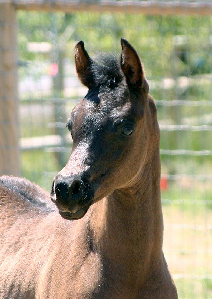 Black Arabian colt by Trevallon
