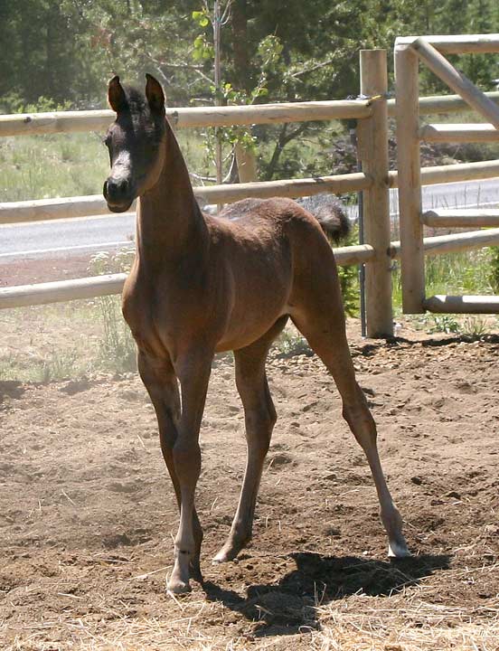 Black Arabian colt by Trevallon