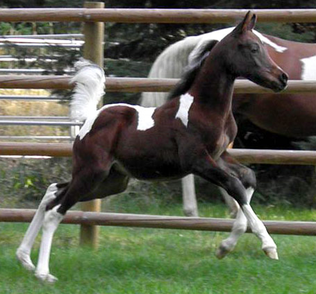 A pinto filly by Triton BP