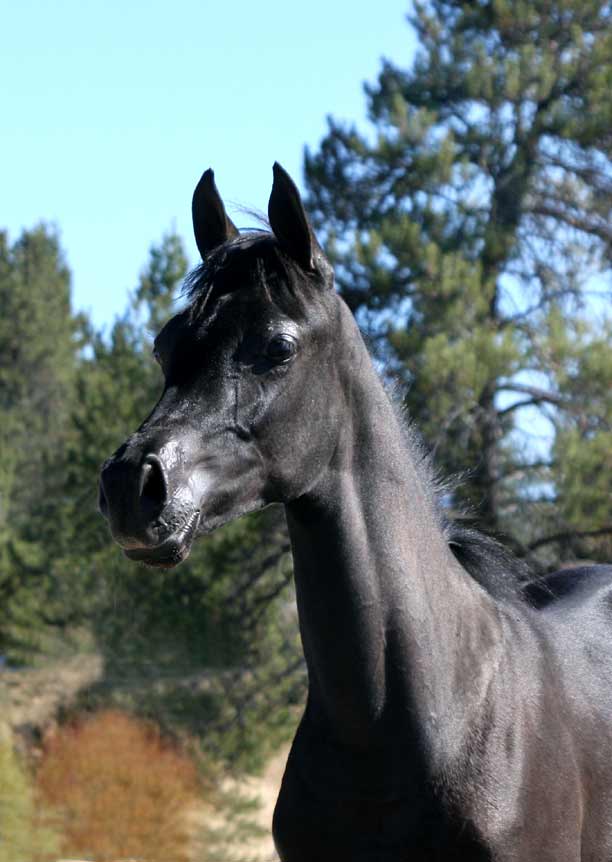 Black Arabian colt by pfc Trevallon