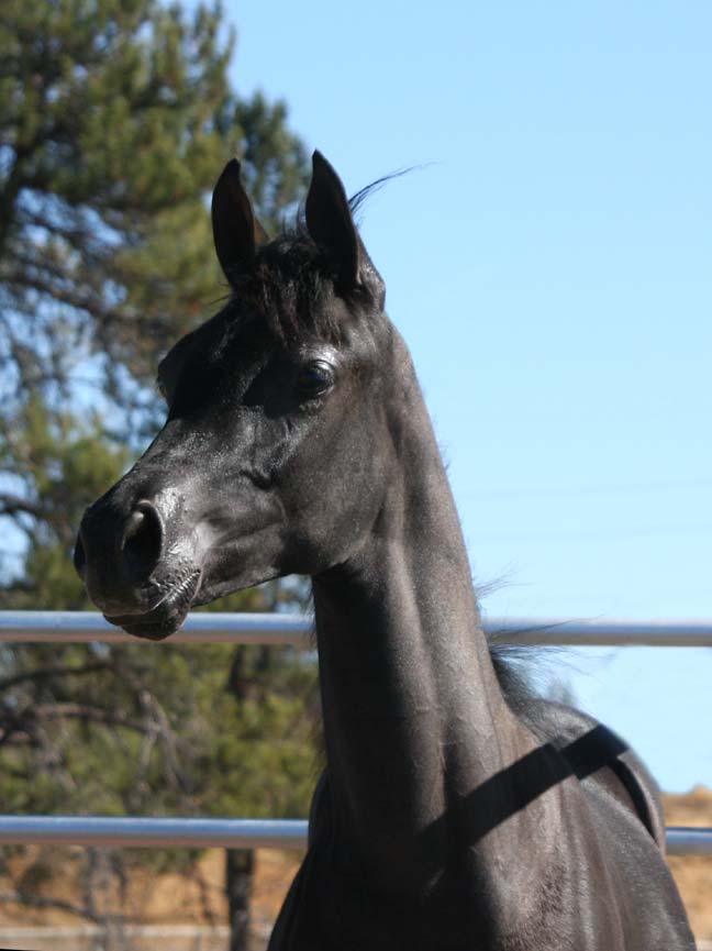 Black Arabian colt by pfc Trevallon