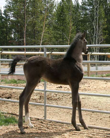 Black Arabian colt by pfc Trevallon
