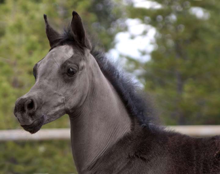 Black Arabian colt by pfc Trevallon