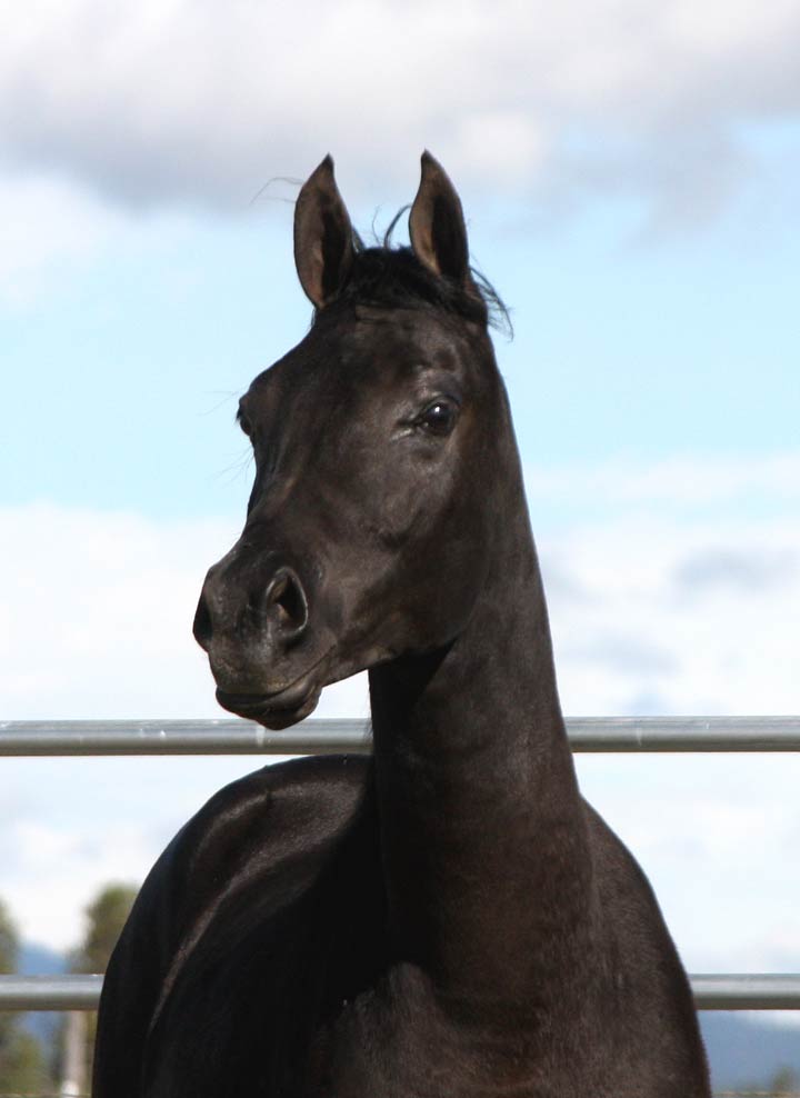 Black Arabian Gelding by pfc Trevallon