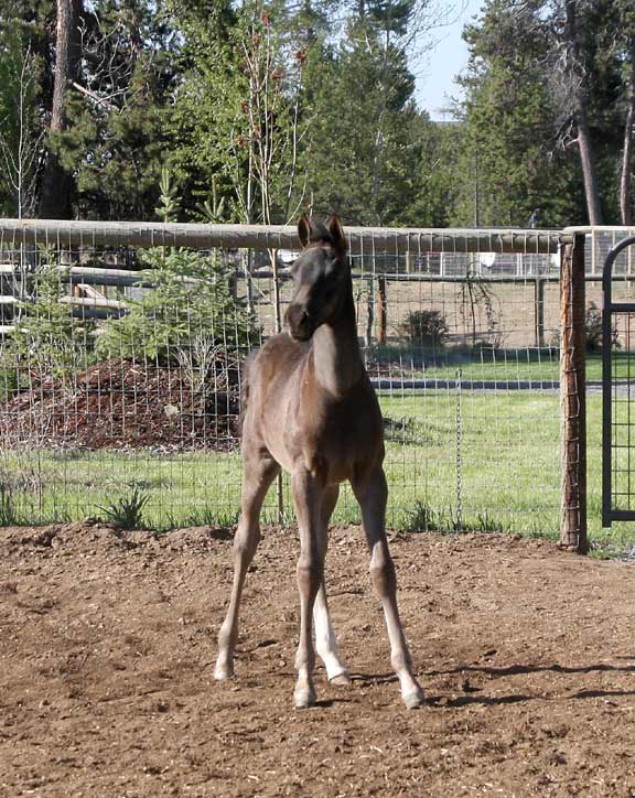 Black Arabian colt by pfc Trevallon