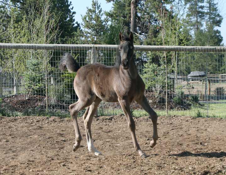 Black Arabian colt by pfc Trevallon
