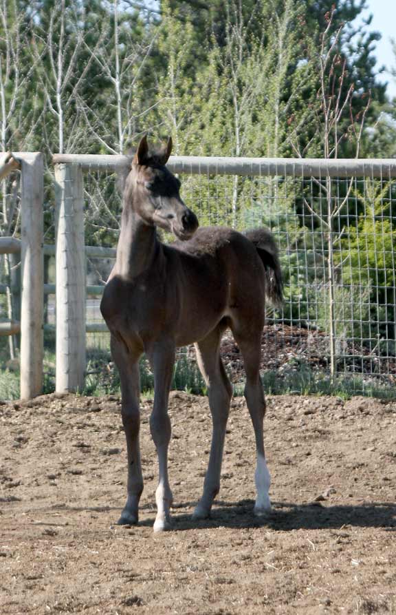 Black Arabian colt by pfc Trevallon