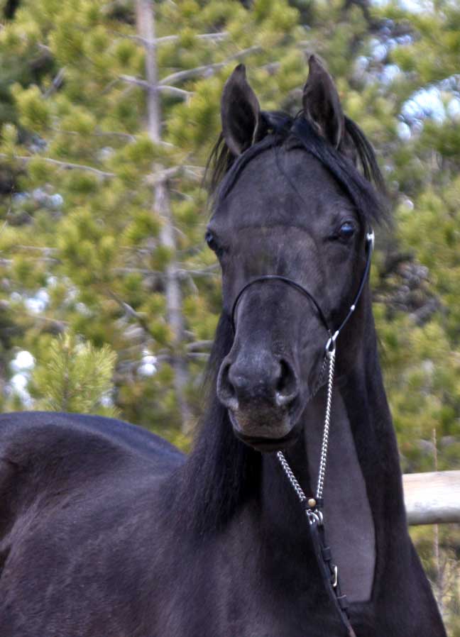 Black Arabian colt by pfc Trevallon