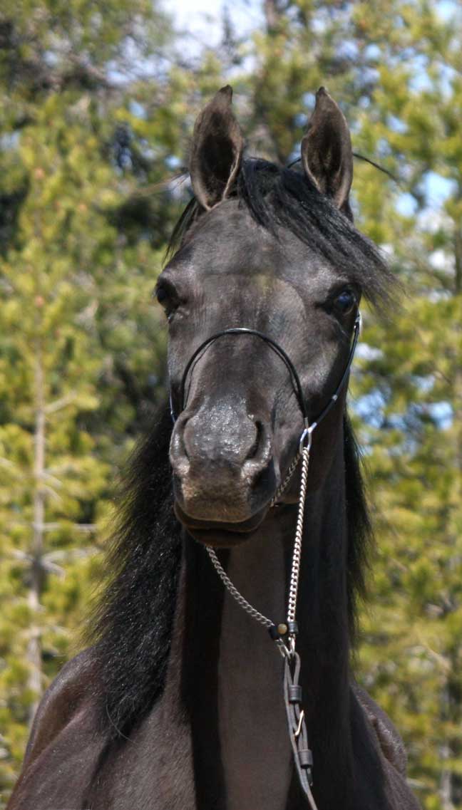 Black Arabian colt by pfc Trevallon