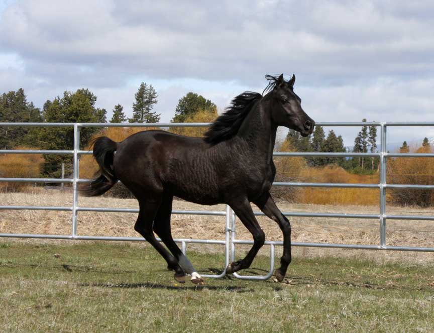 Black Arabian colt by pfc Trevallon