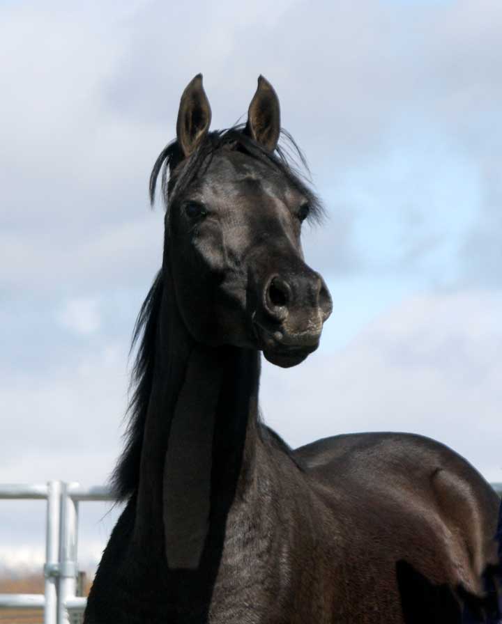 Black Arabian colt by pfc Trevallon