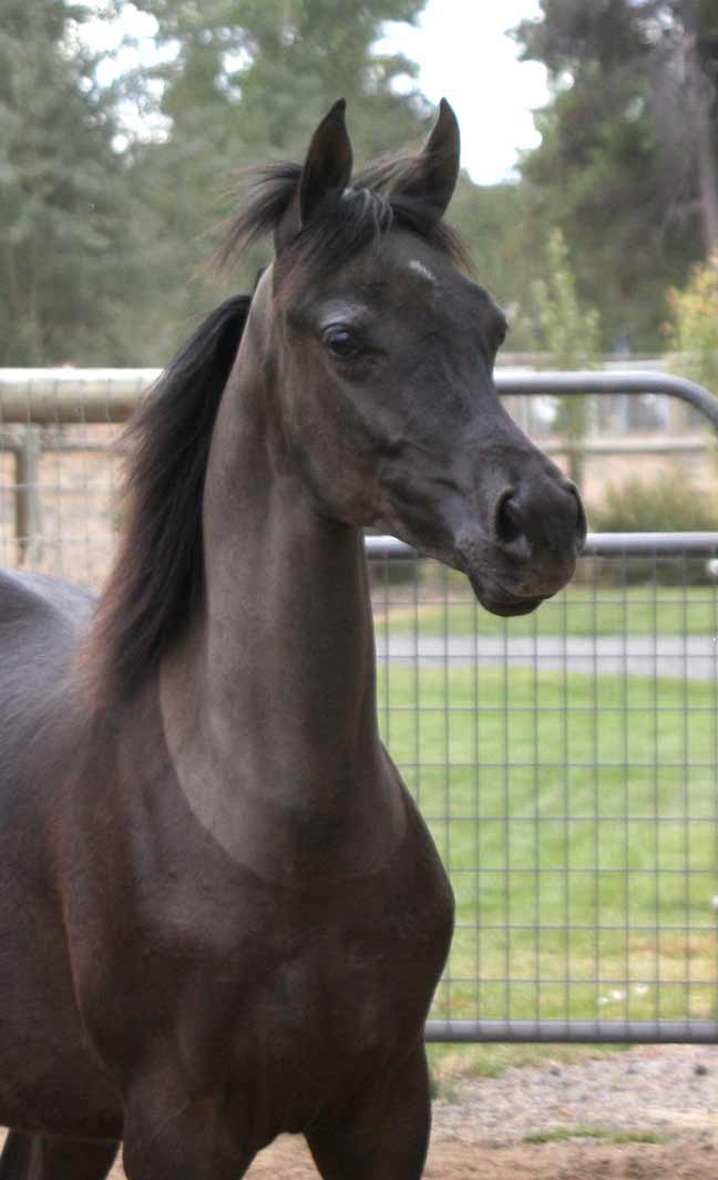 Black Arabian colt by pfc Trevalon