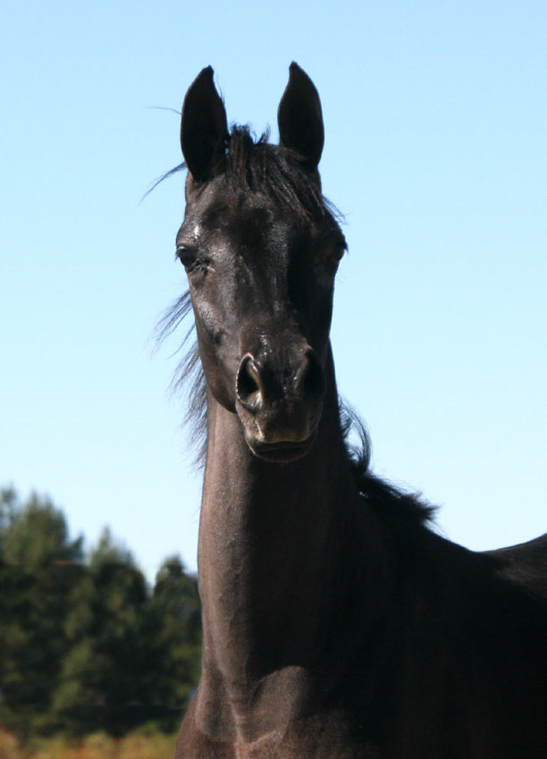 Black Arabian colt by pfc Trevallon