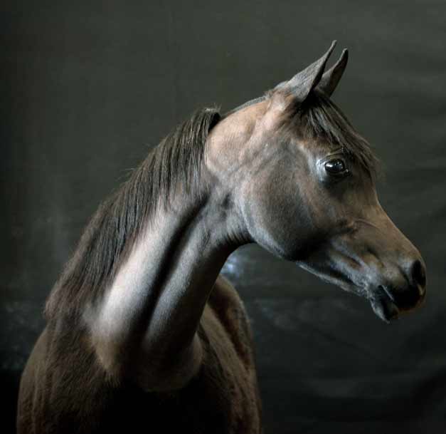 Black Arabian Colt by pfc Trevallon