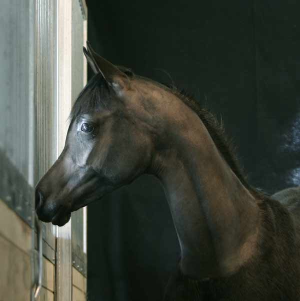 Black Arabian Colt by pfc Trevallon