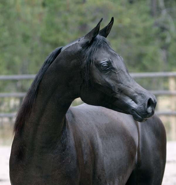 Black Arabian stallion by pfc Trevallon