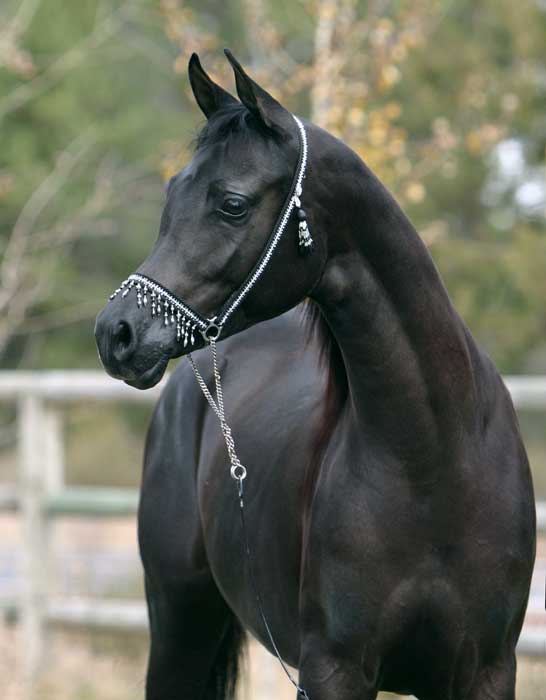 Black Arabian colt by pfc Trevallon