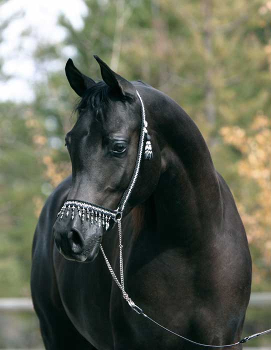 Black Arabian colt by pcf Trevallon