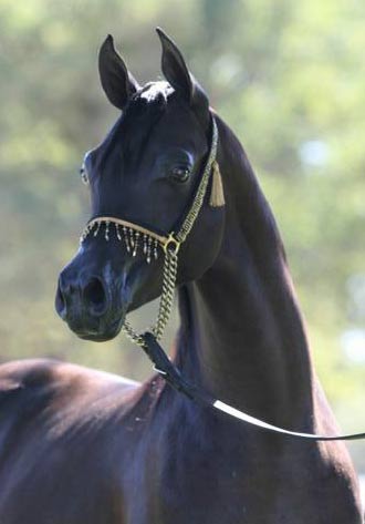 Black ARabian colt by pfc Trevallon